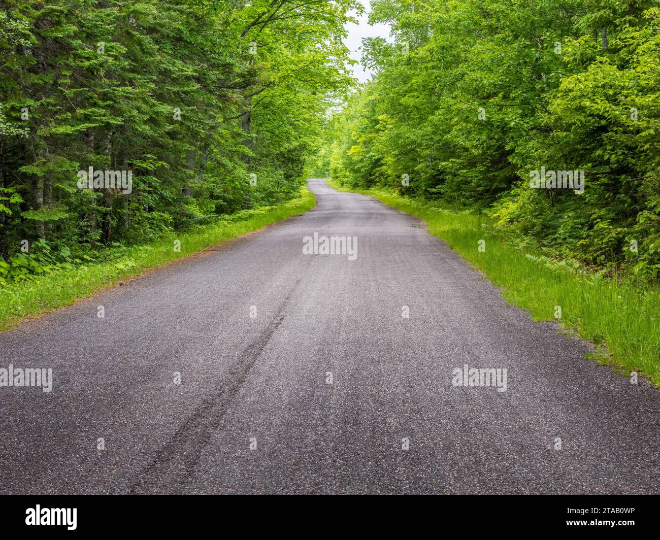 Route rurale dans la forêt, Michigan, États-Unis Banque D'Images