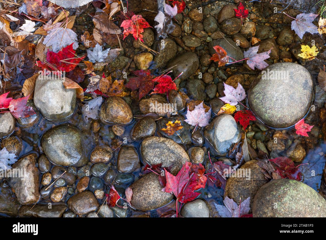 Pierres et feuilles tombées dans la rivière Sunday en automne, Newry, Maine Banque D'Images