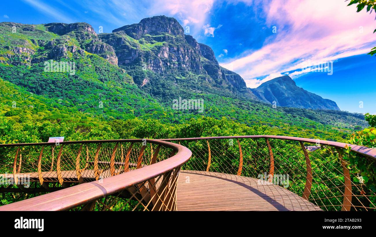 Vue de la passerelle Boomslang dans le jardin botanique de Kirstenbosch au Cap, pont Canopy à Kirstenbosch Gardens au Cap, construit au-dessus du feuillage luxuriant en Afrique du Sud Banque D'Images