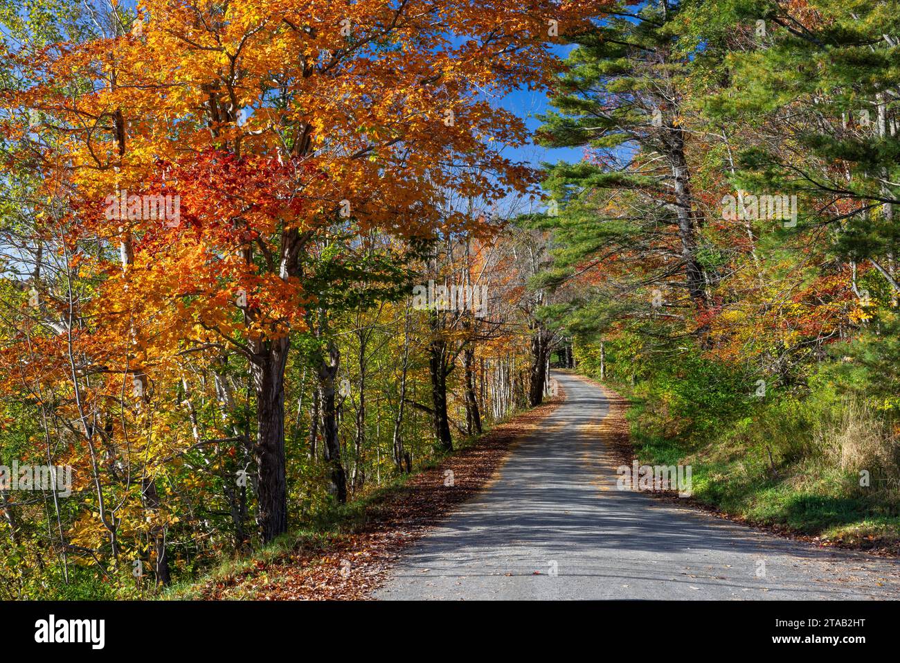 Route bordée d'arbres en automne, Marlboro, Vermont Banque D'Images