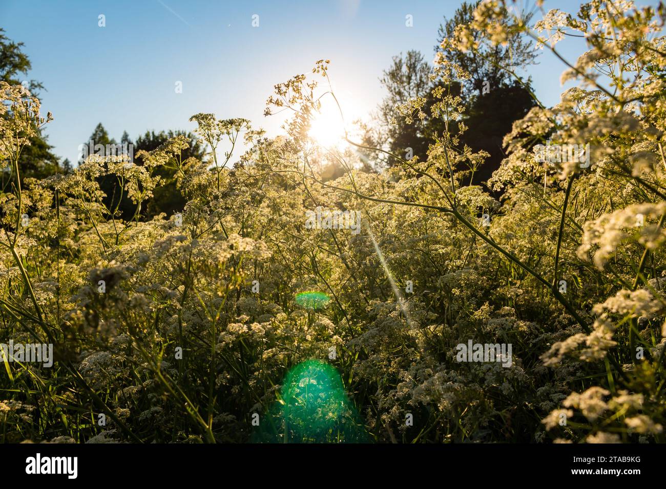 Vue de fourrés denses d'herbe et de végétation dans un champ sauvage Banque D'Images