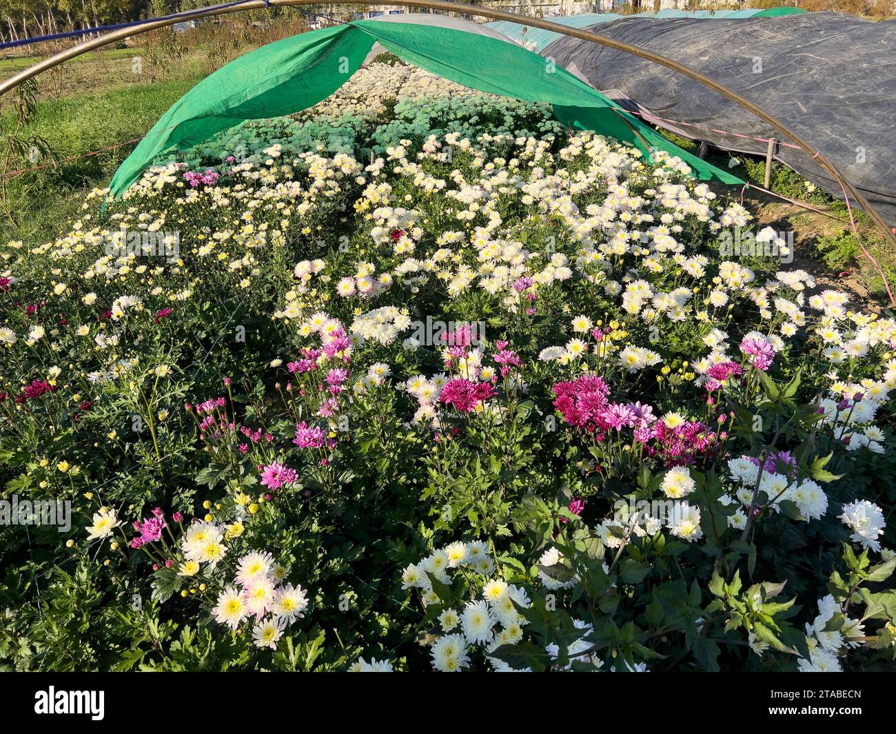 Les bourgeons de chrysanthème commencent à fleurir dans la serre par une journée ensoleillée Banque D'Images