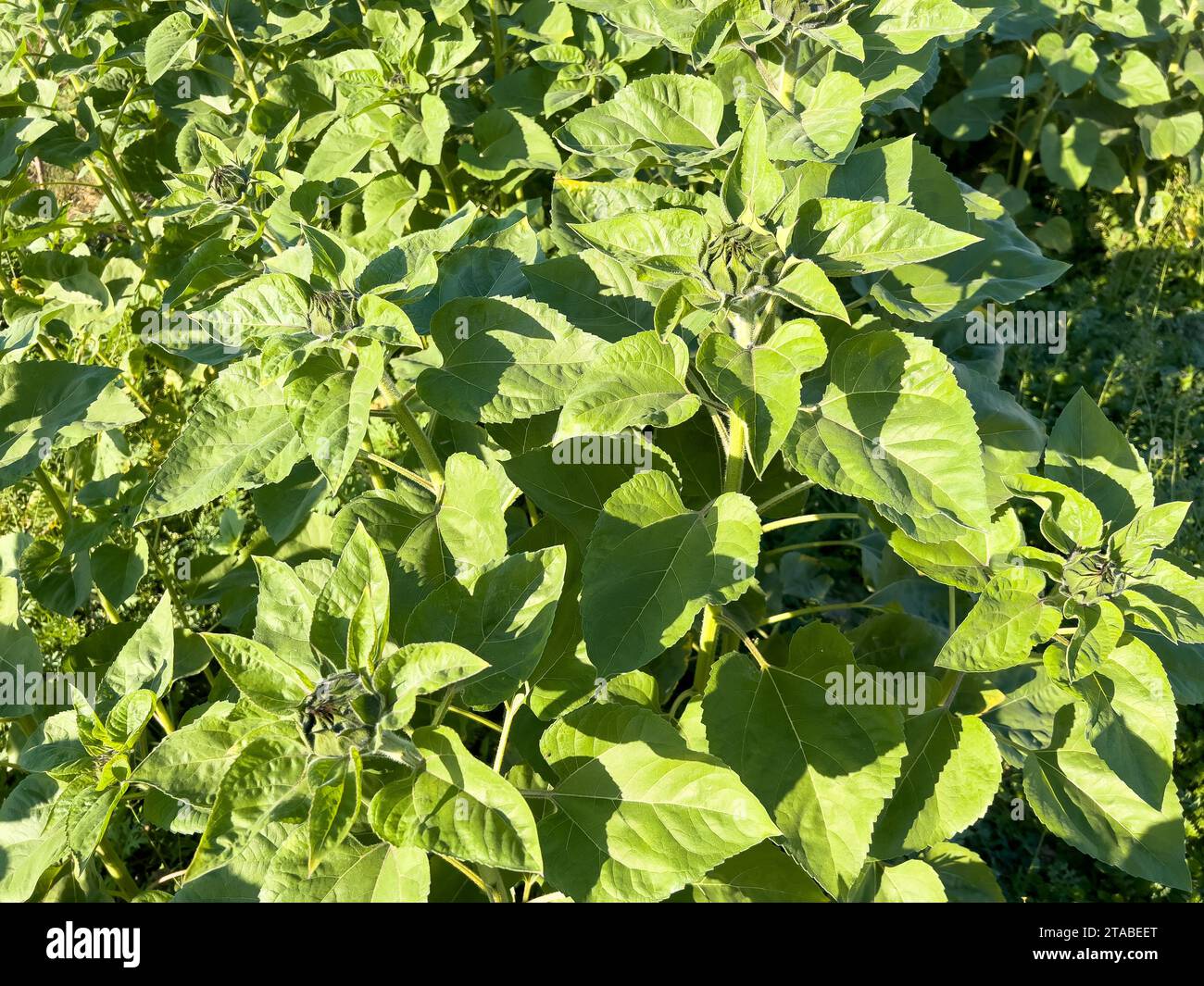 Jeune culture de tournesol poussant dans le champ Banque D'Images