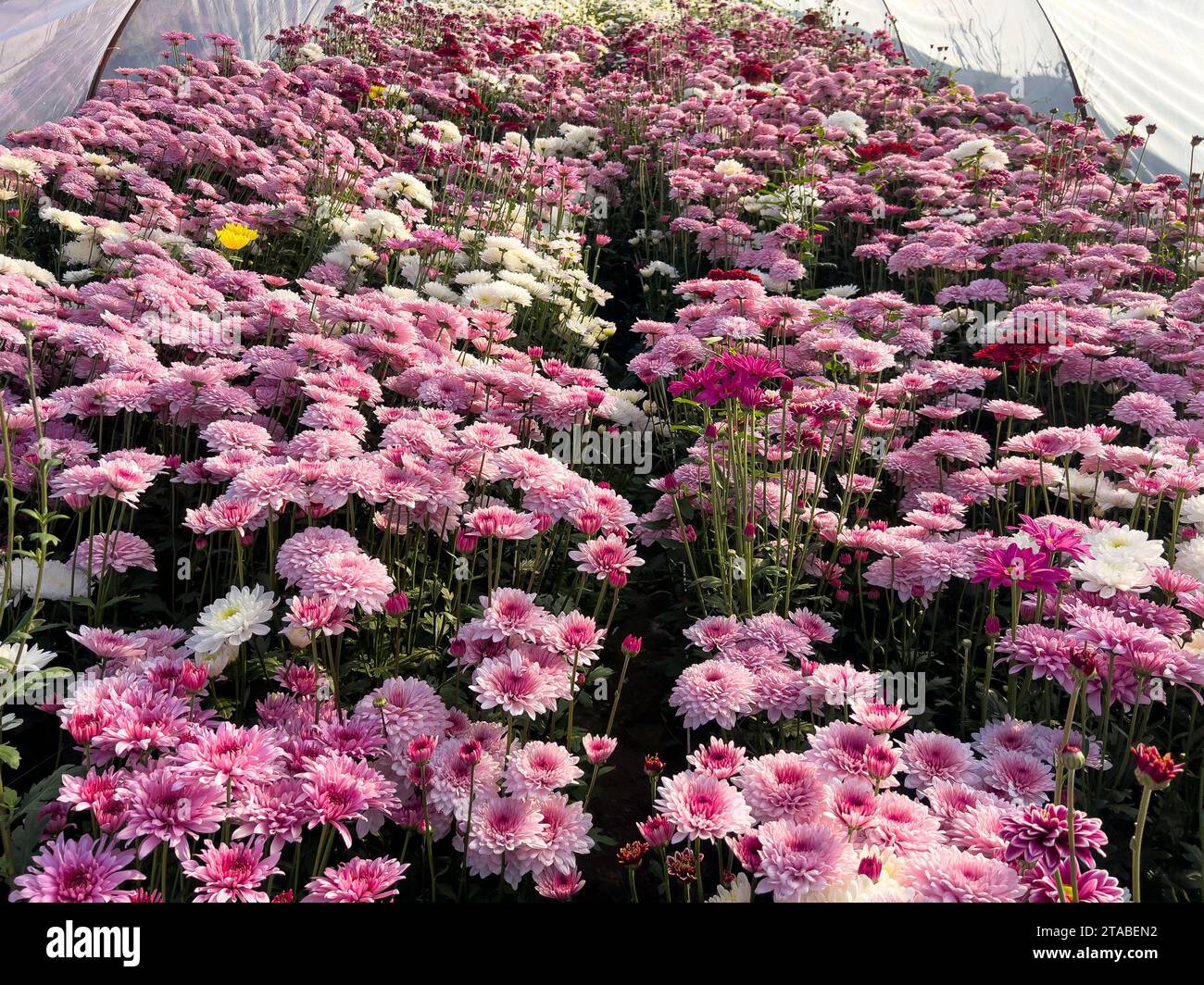 Pink gul e dawoodi chrysanthèmes fleurissant dans la serre sont cultivés pour le marché commercial Banque D'Images
