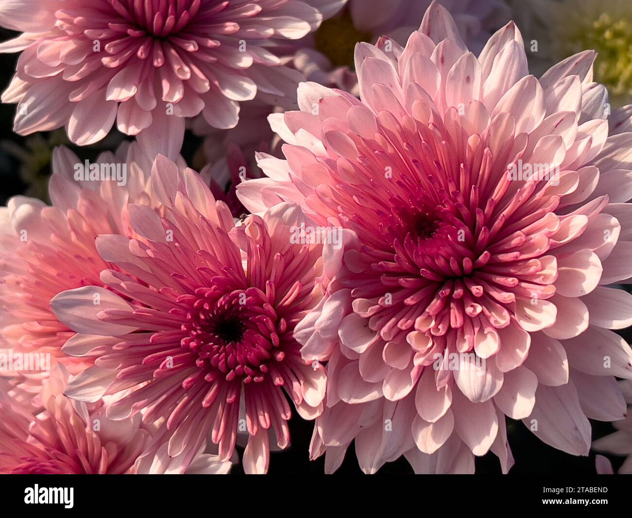 Variété hybride de fleurs de chrysanthème closeup Banque D'Images