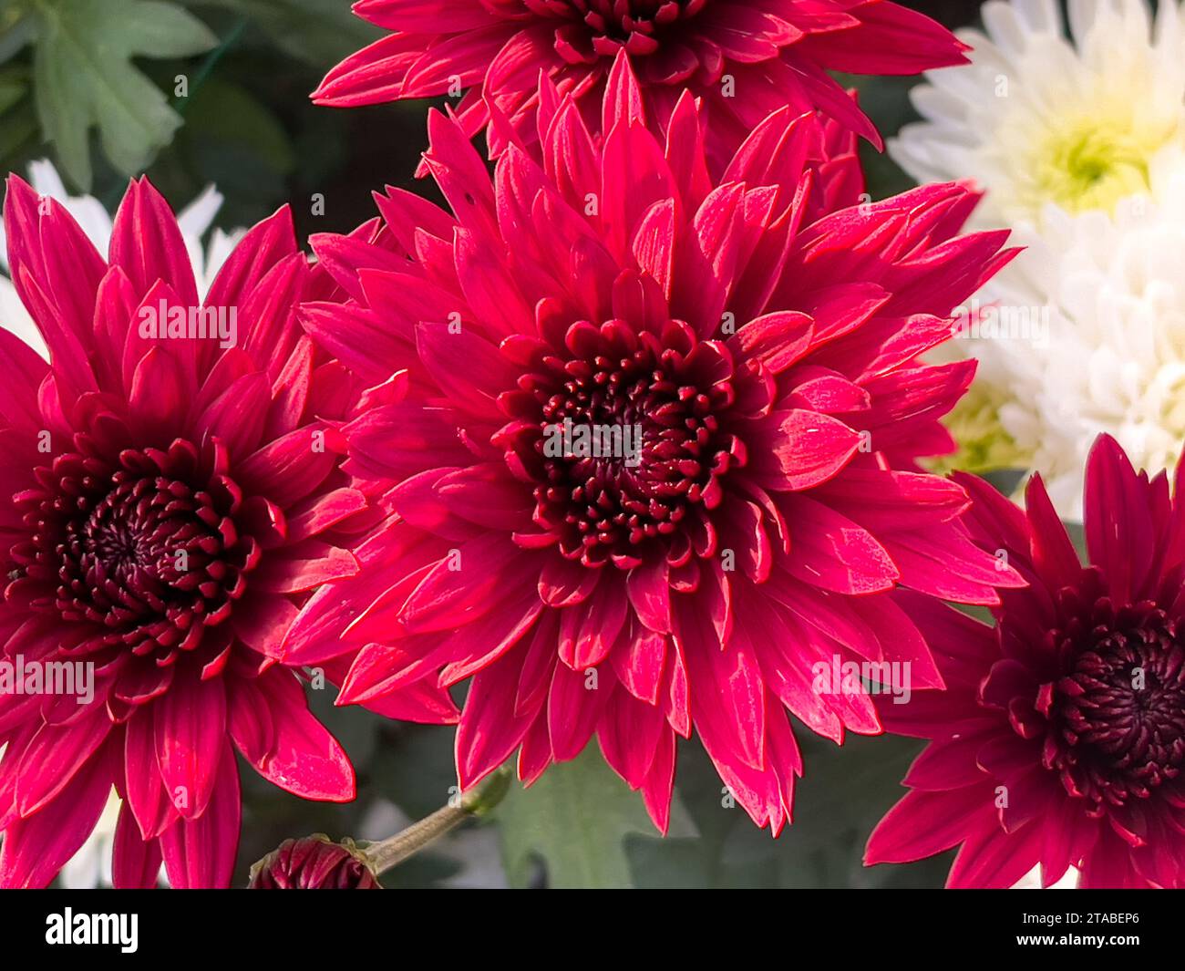 Vue de dessus de la fleur de chrysanthème rouge Banque D'Images