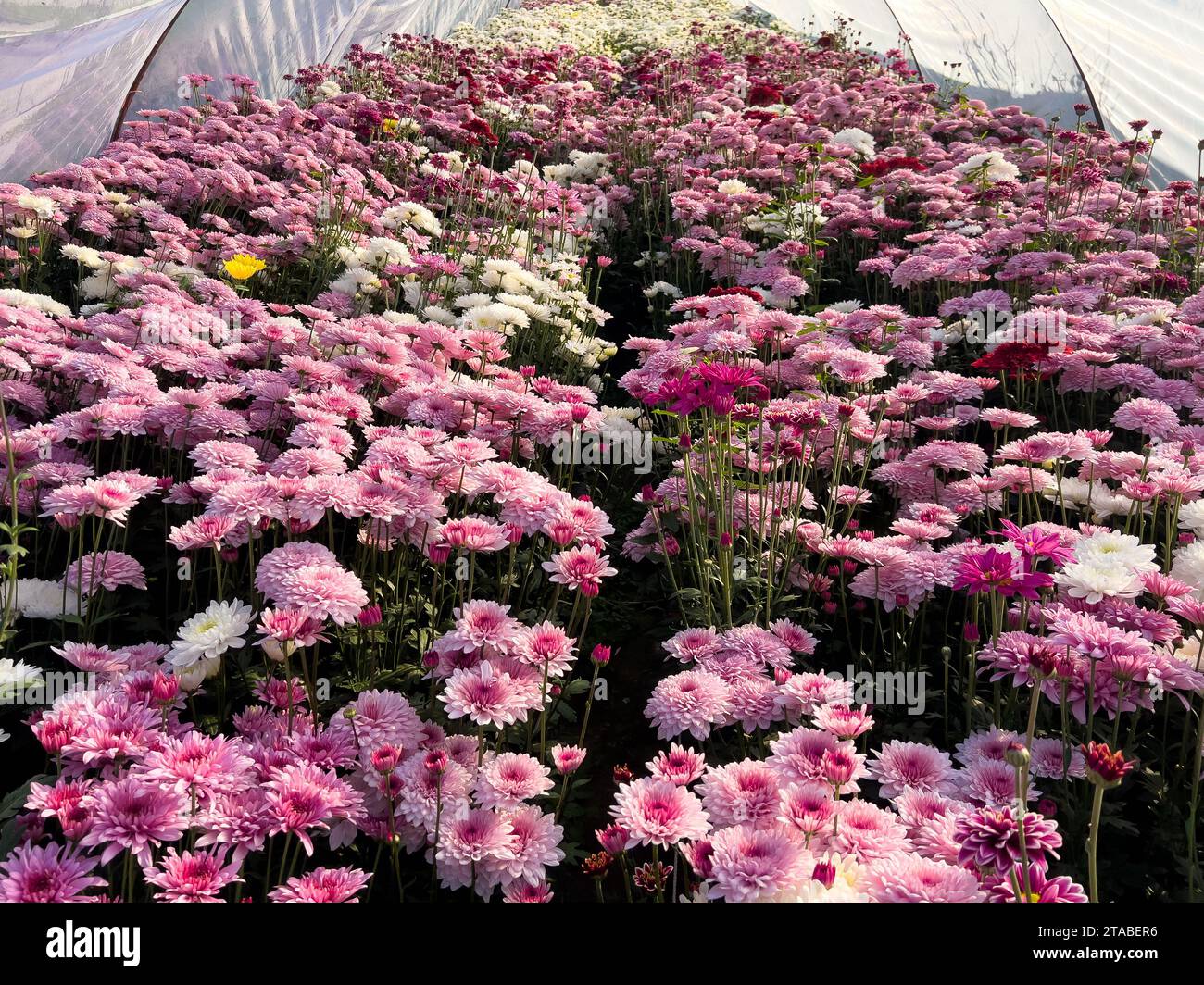 Les fleurs de chrysanthème sont prêtes à être récoltées et vendues sur le marché Banque D'Images