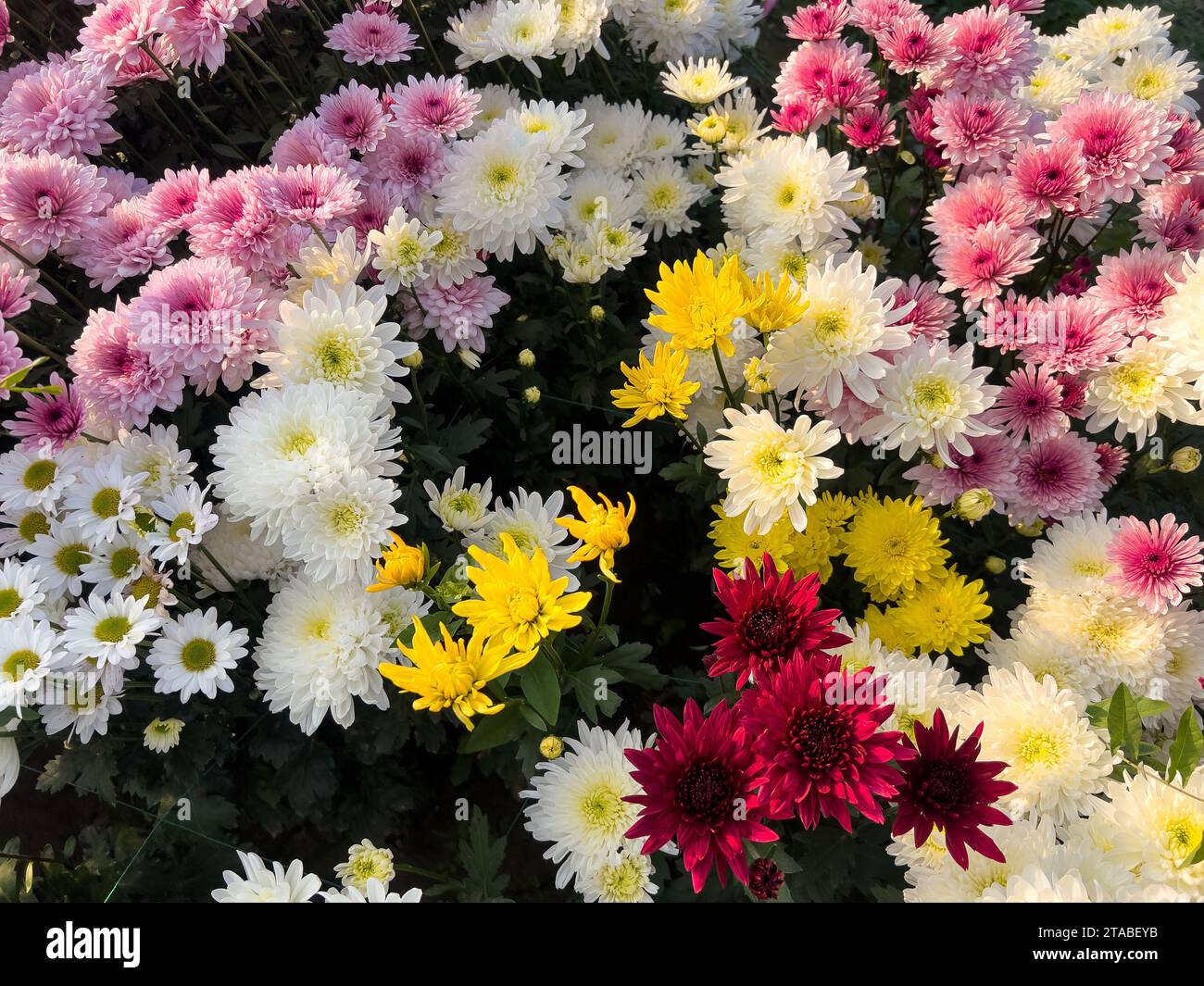 Fleurs de chrysanthème colorées fleurissant dans le champ Banque D'Images
