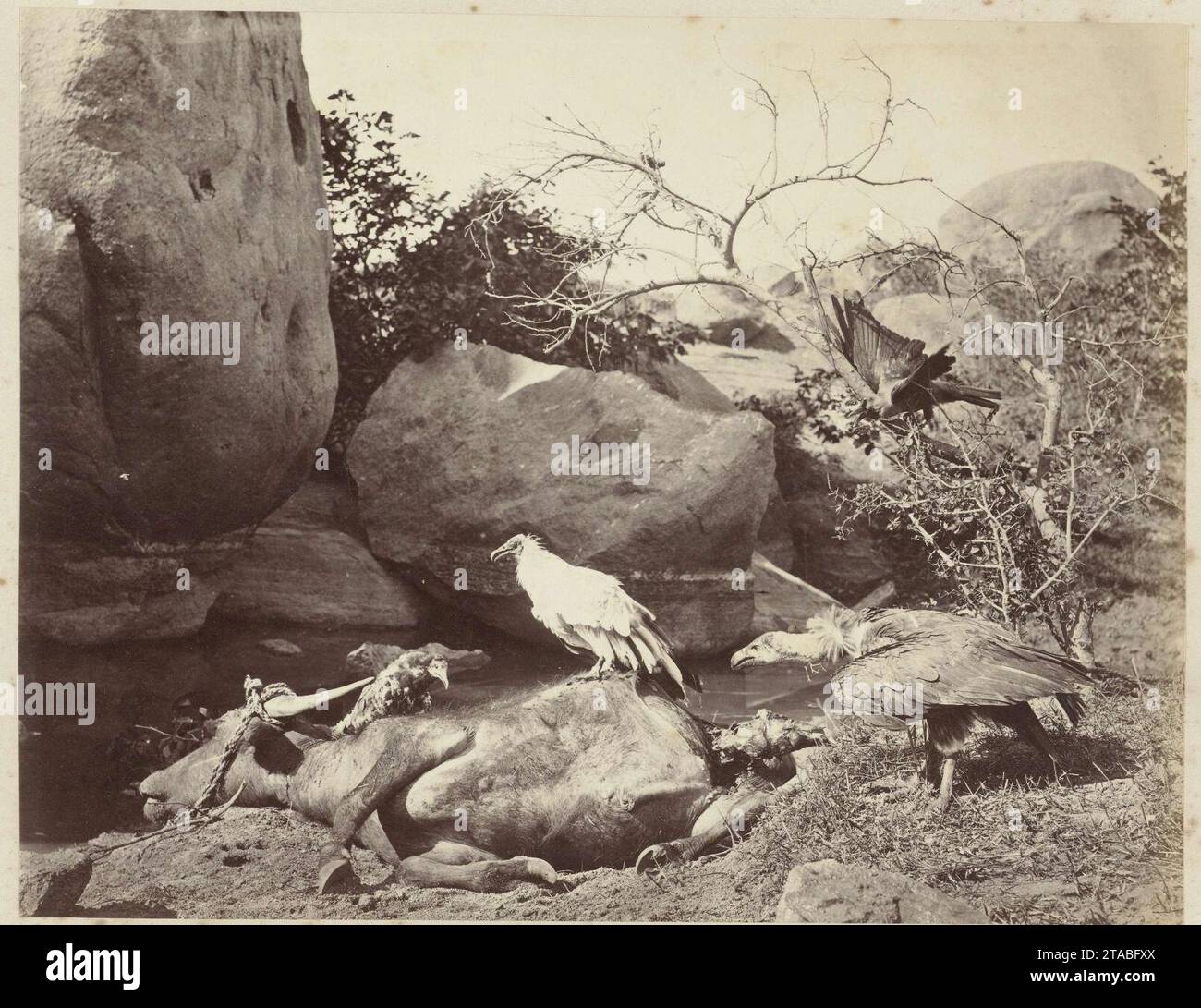 Vogels (wouw, gieren en kraai) bij een kadaver. Banque D'Images
