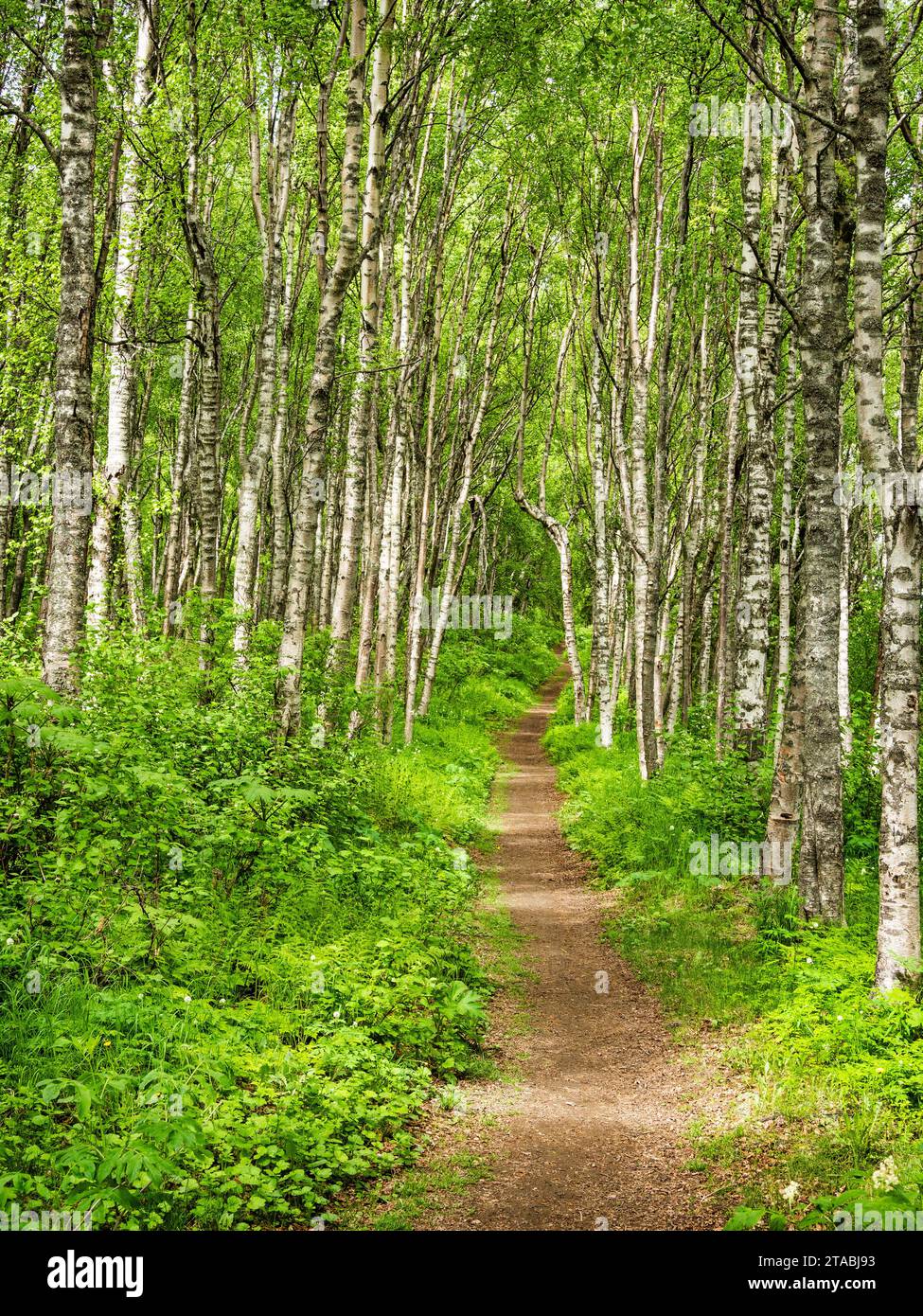 Sentier dans la forêt nationale de Chugach, Alaska Banque D'Images