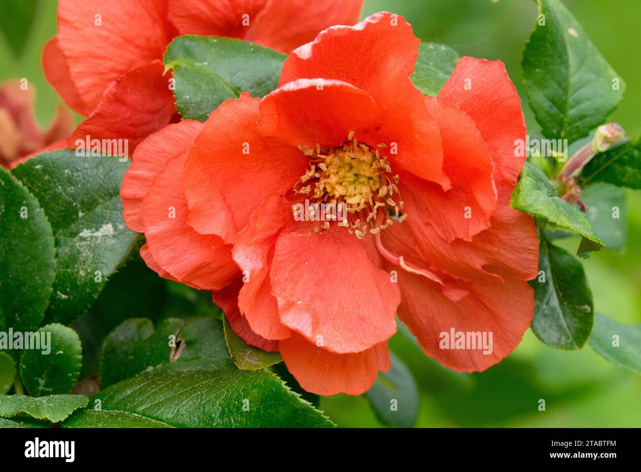 Coing en fleurs, Chaenomeles speciosa 'Mango Storm', fleur d'orange Coince japonais Bloom Chaenomeles Spring Blossom Close Up Coince Plant Fleur Banque D'Images