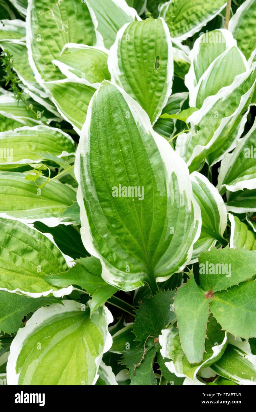 Panaché, feuille, Hosta 'Gimpe', feuilles de lys plantain d'Hostas Banque D'Images