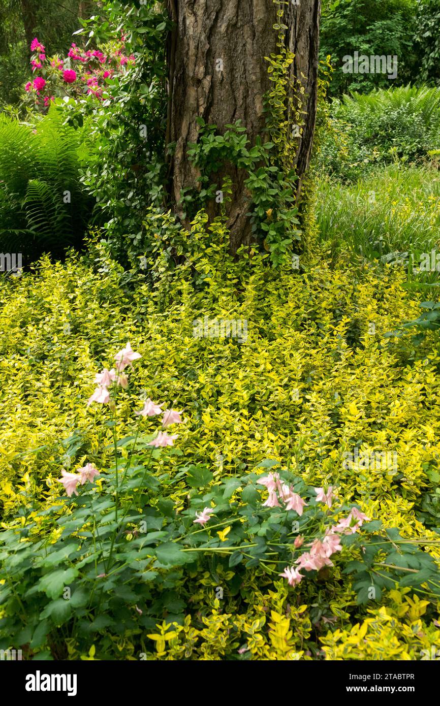 Spring Woodland Garden, sol, Euonymus fortunei 'Emeral'n Gold', couvert, jaune, feuilles, tronc d'arbre Pinus vieux Banque D'Images