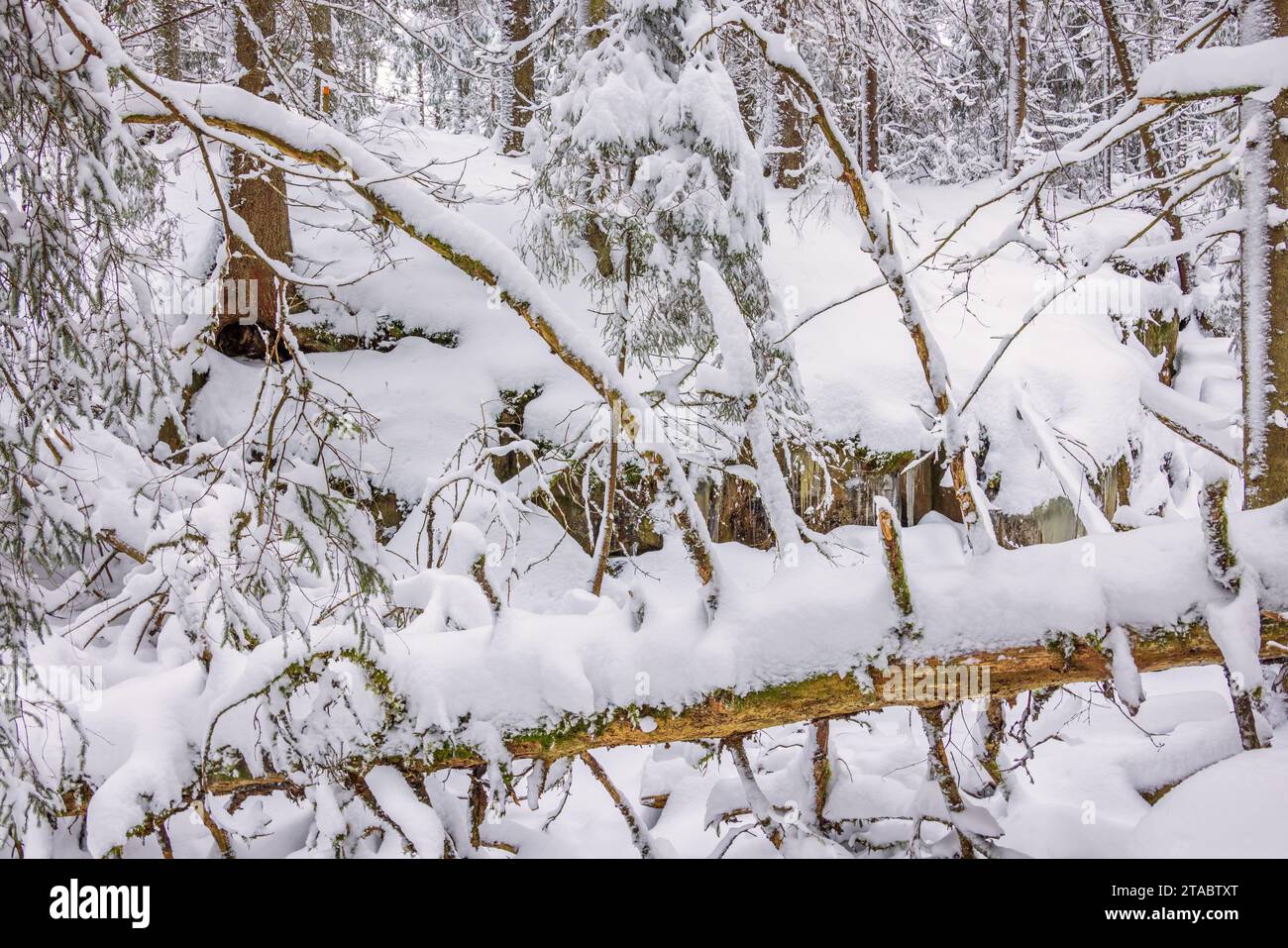 Accroche d'arbre tombé dans une forêt enneigée Banque D'Images