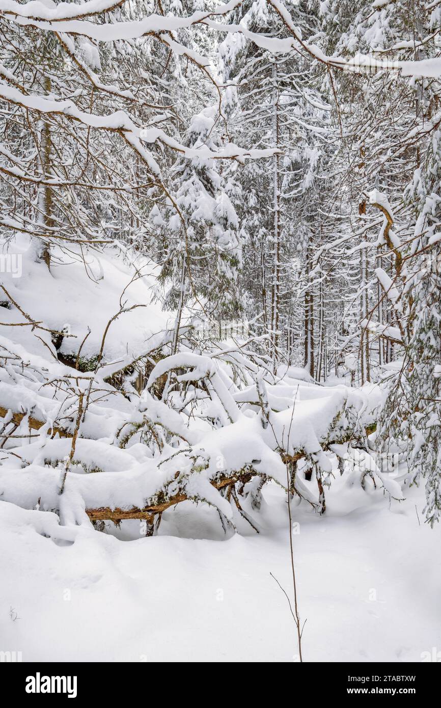 Un arbre tombé s'accroche dans la neige profonde dans une vieille forêt de croissance Banque D'Images