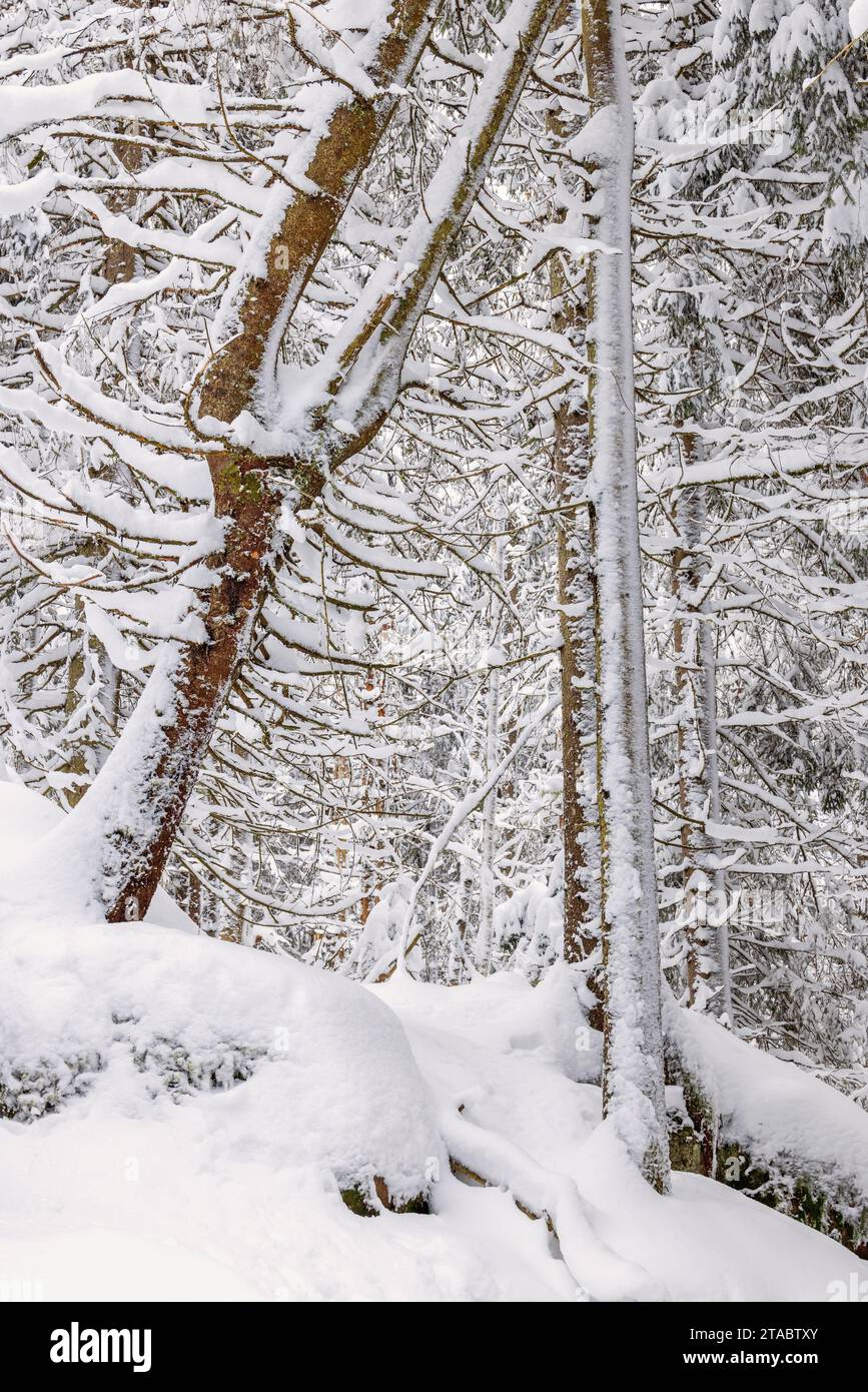 Accroc d'arbre dans une forêt hivernale avec de la neige Banque D'Images