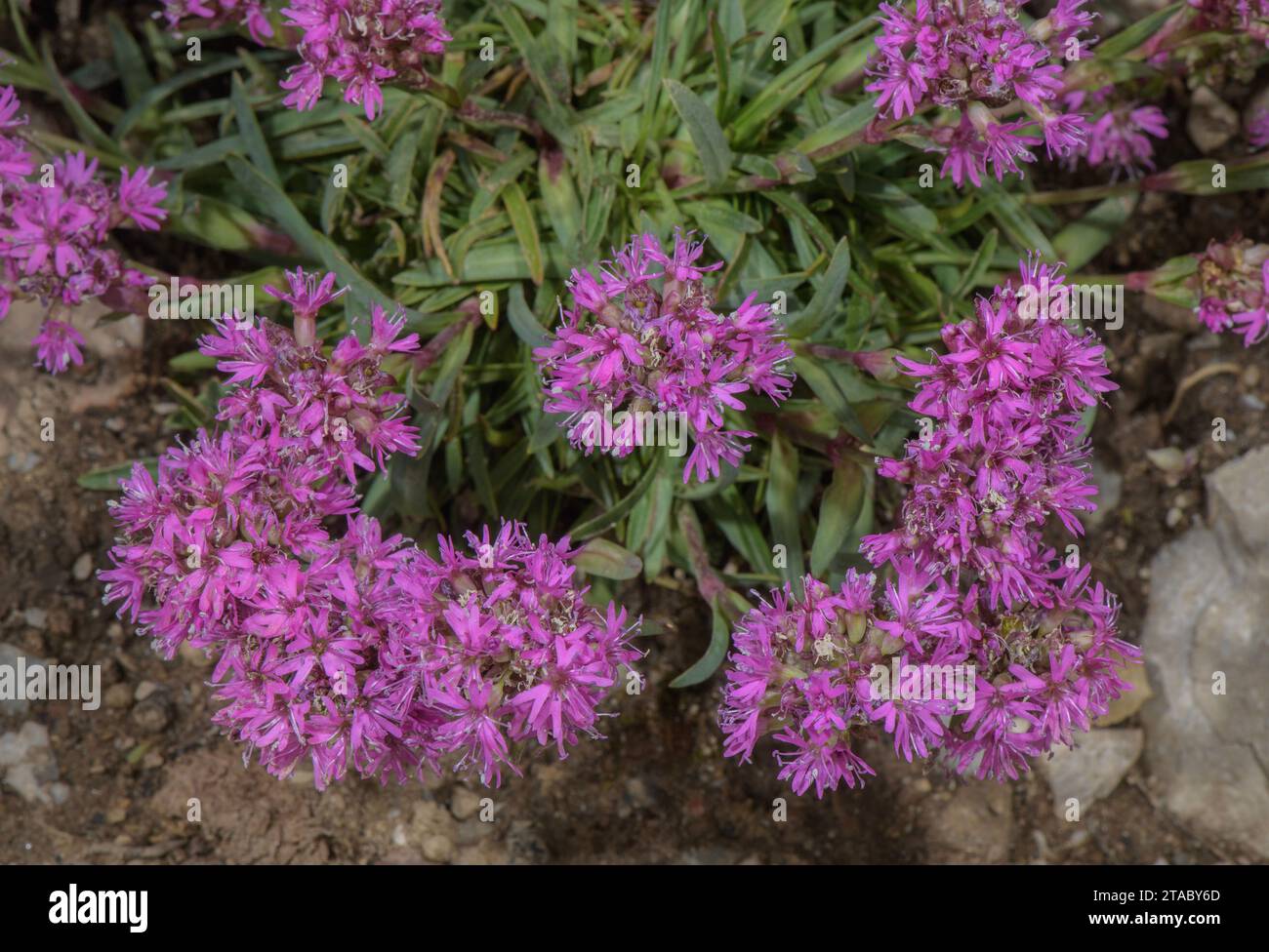 Mouche rouge des Alpes, Silene suecica, en fleur dans les Alpes suisses. Banque D'Images