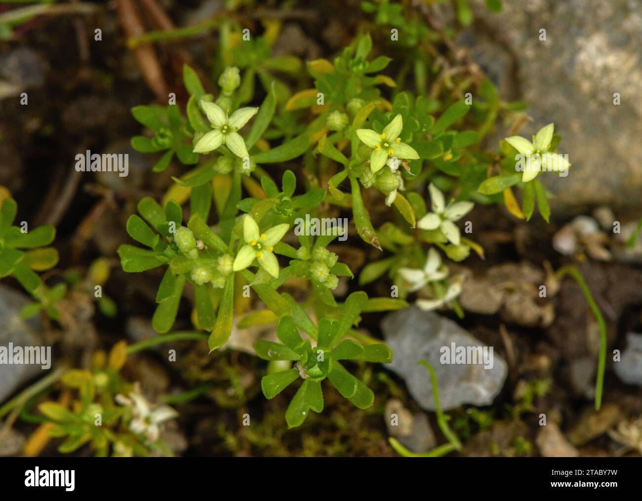 Paille de lit suisse, Galium megalospermum en fleur dans les Alpes italiennes. Banque D'Images