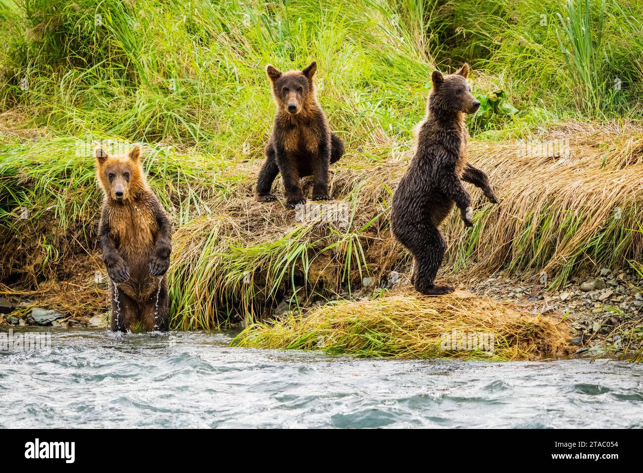 Ours bruns dans le parc national de Katmai, Alaska Banque D'Images