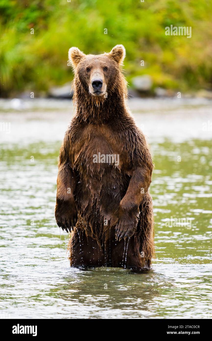 Ours bruns dans le parc national de Katmai, Alaska Banque D'Images