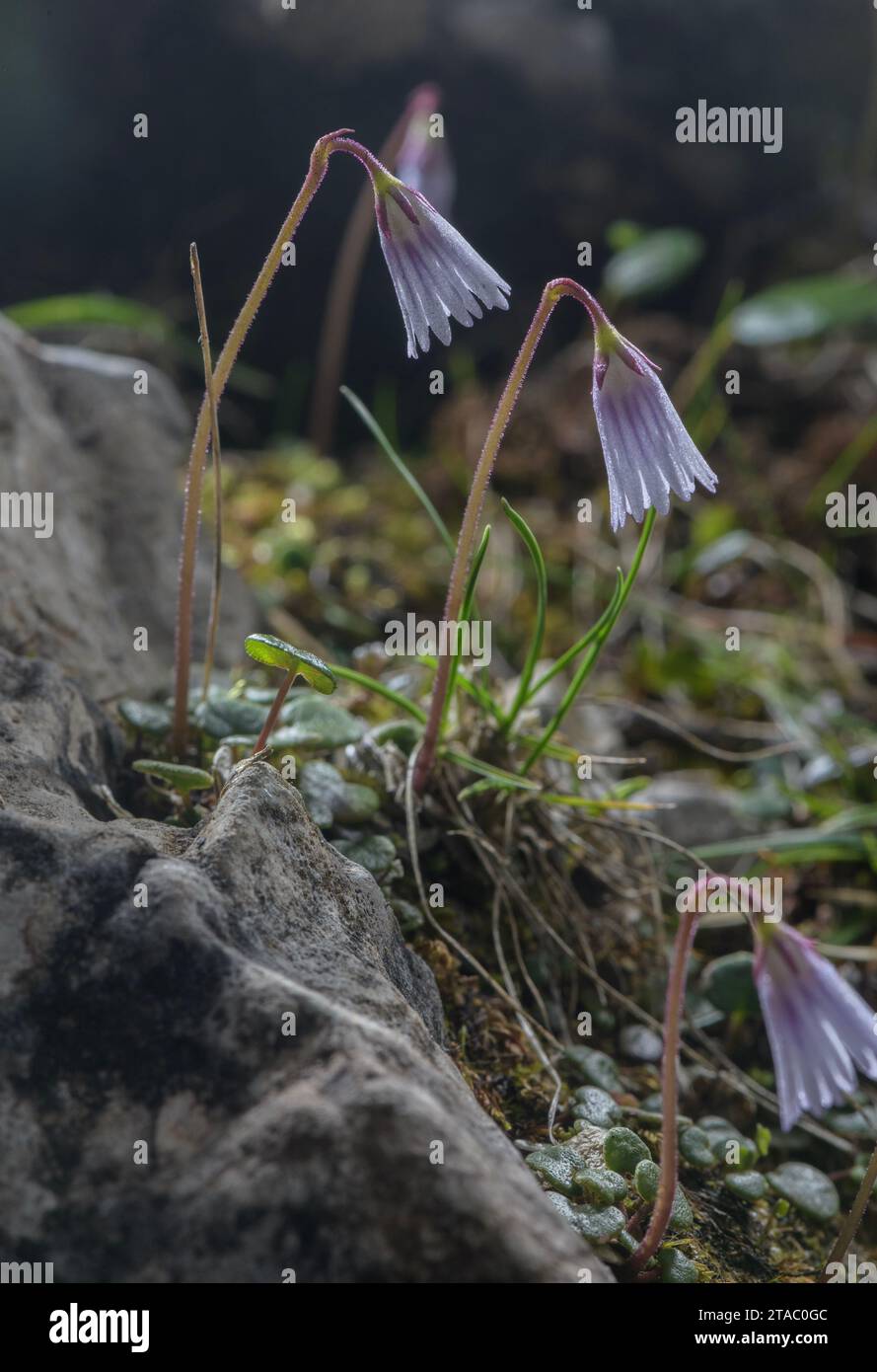 Le moins Snowbell, Soldanella minima, en fleur dans les Dolomites, Italie. Banque D'Images