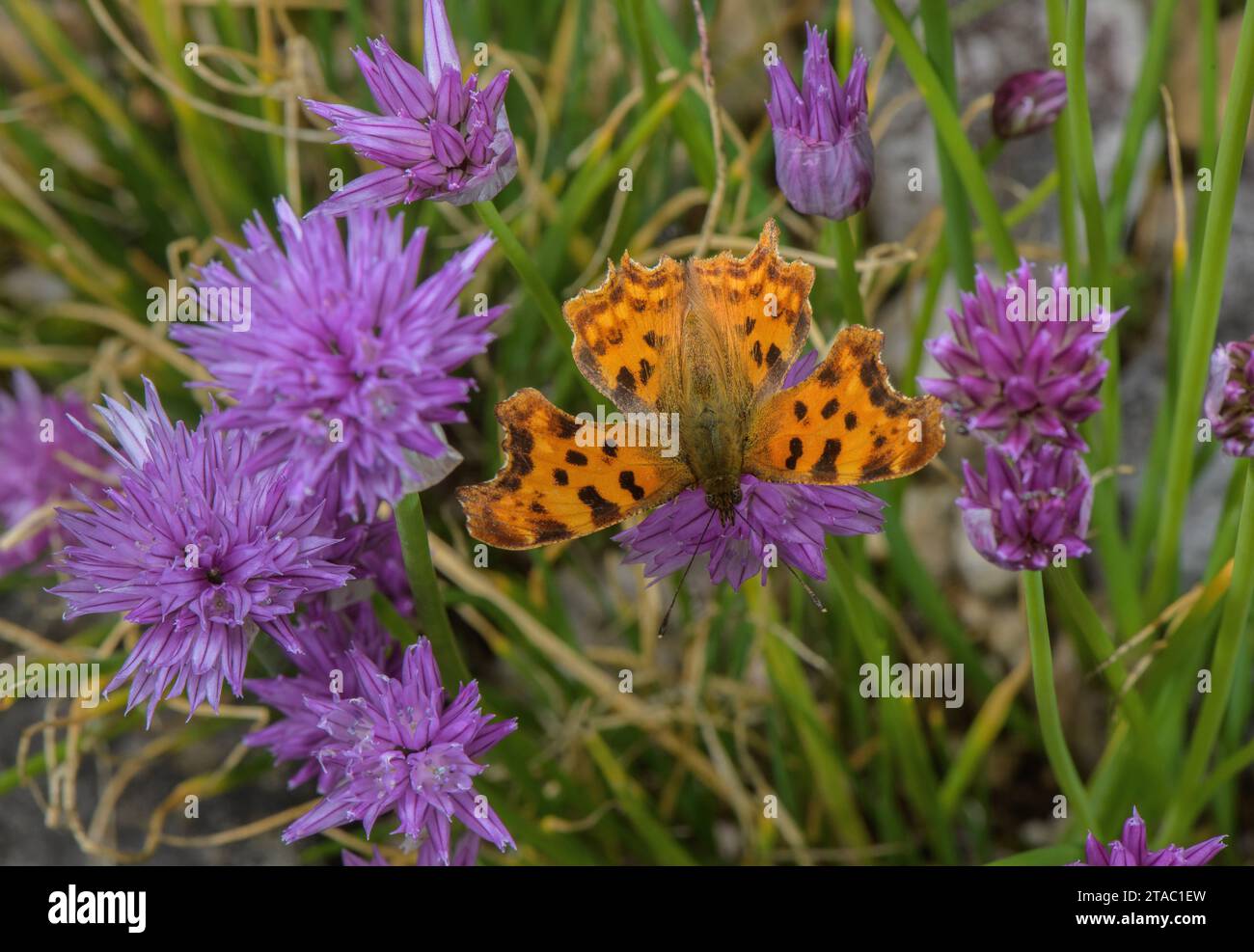 Virgule, Polygonia c-album papillon se nourrissant de ciboulette Banque D'Images
