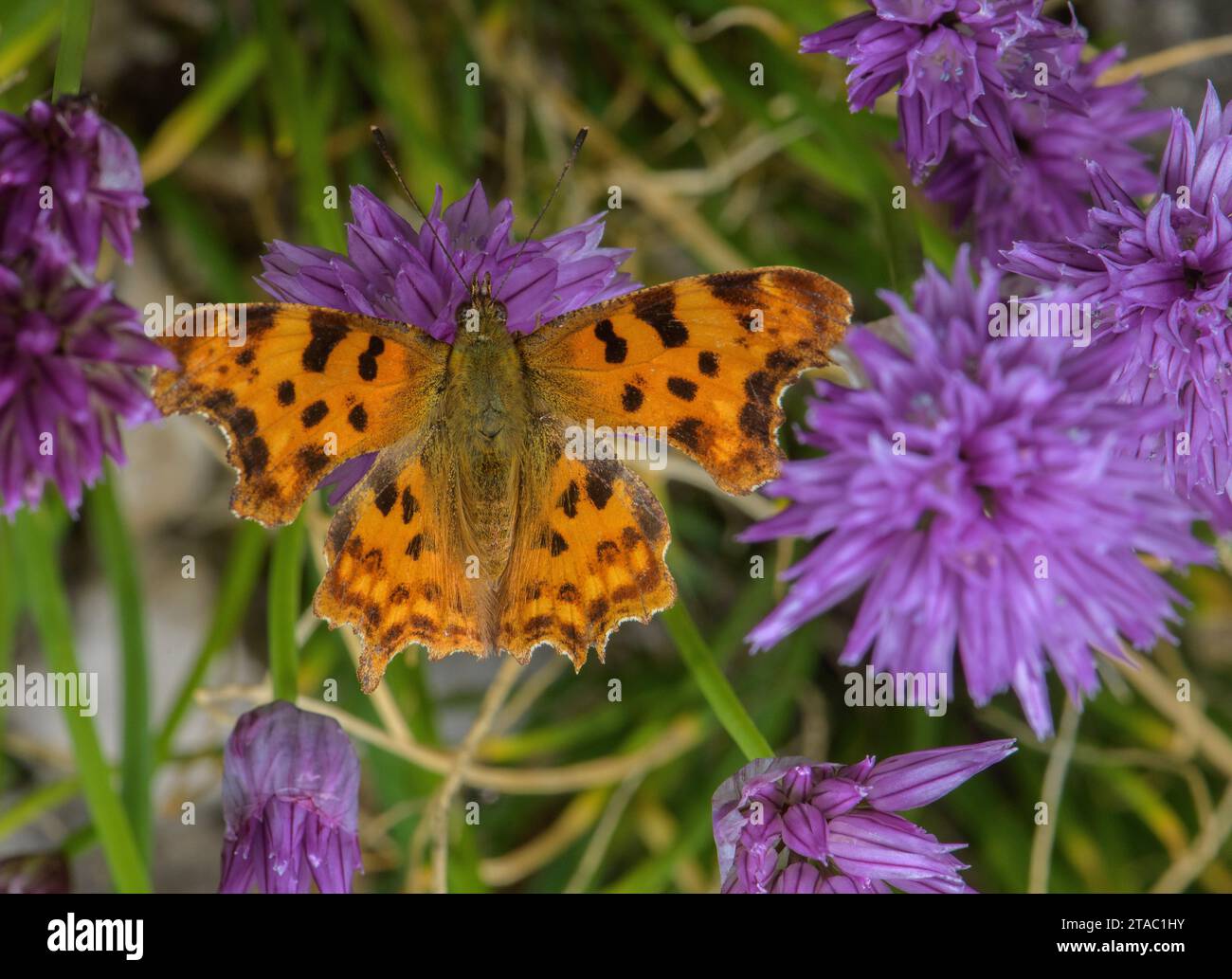 Virgule, Polygonia c-album papillon se nourrissant de ciboulette Banque D'Images