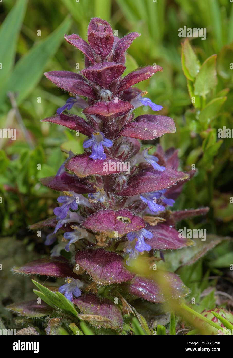 Bugle pyramidal, Ajuga pyramidalis, en fleur dans les prairies de montagne. Banque D'Images