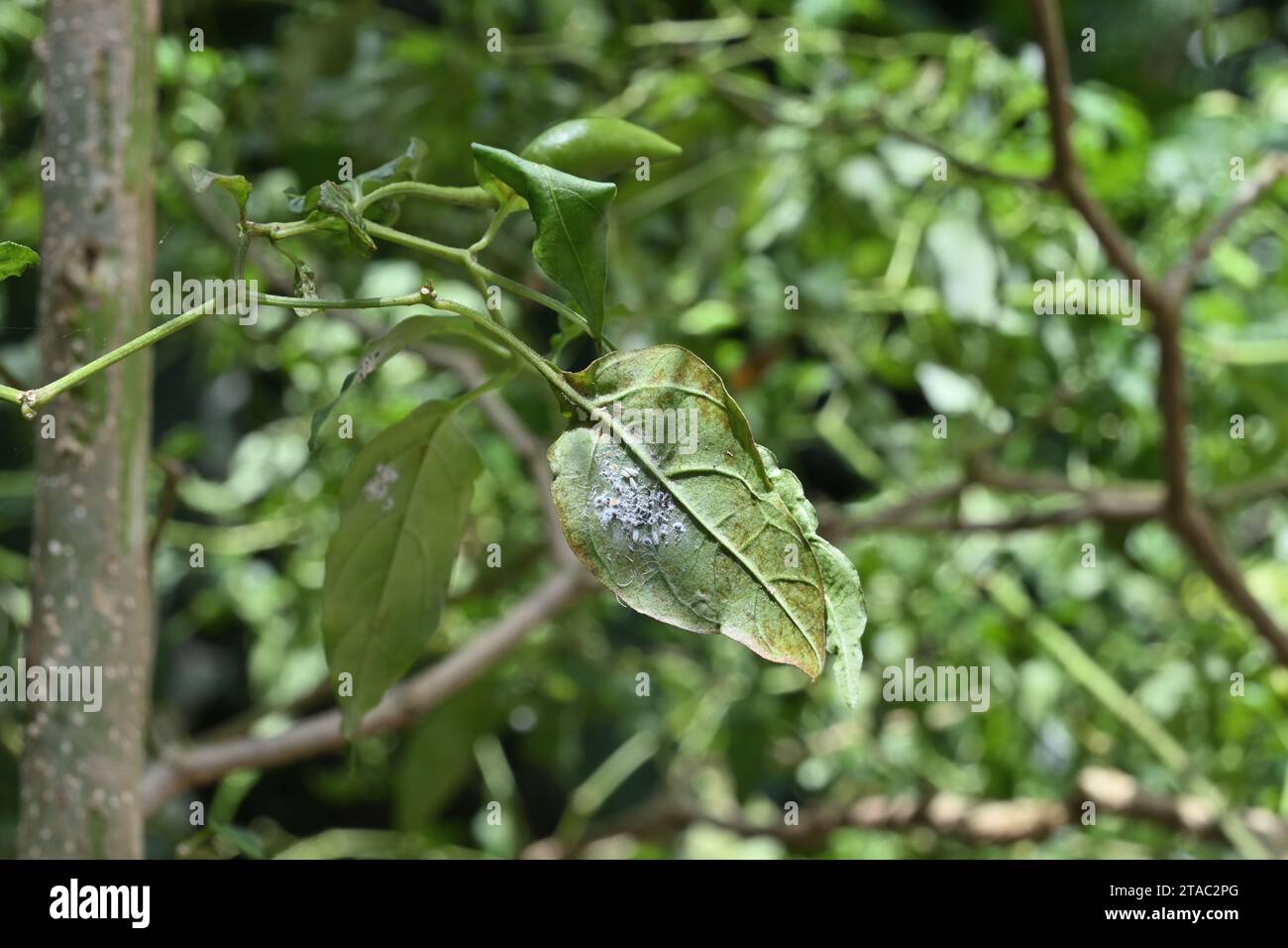 Vue de dessous d'une feuille de piment infestée par les mouches blanches. Ces insectes se nourrissent des feuilles des plantes alimentaires et les considèrent comme un ravageur majeur Banque D'Images