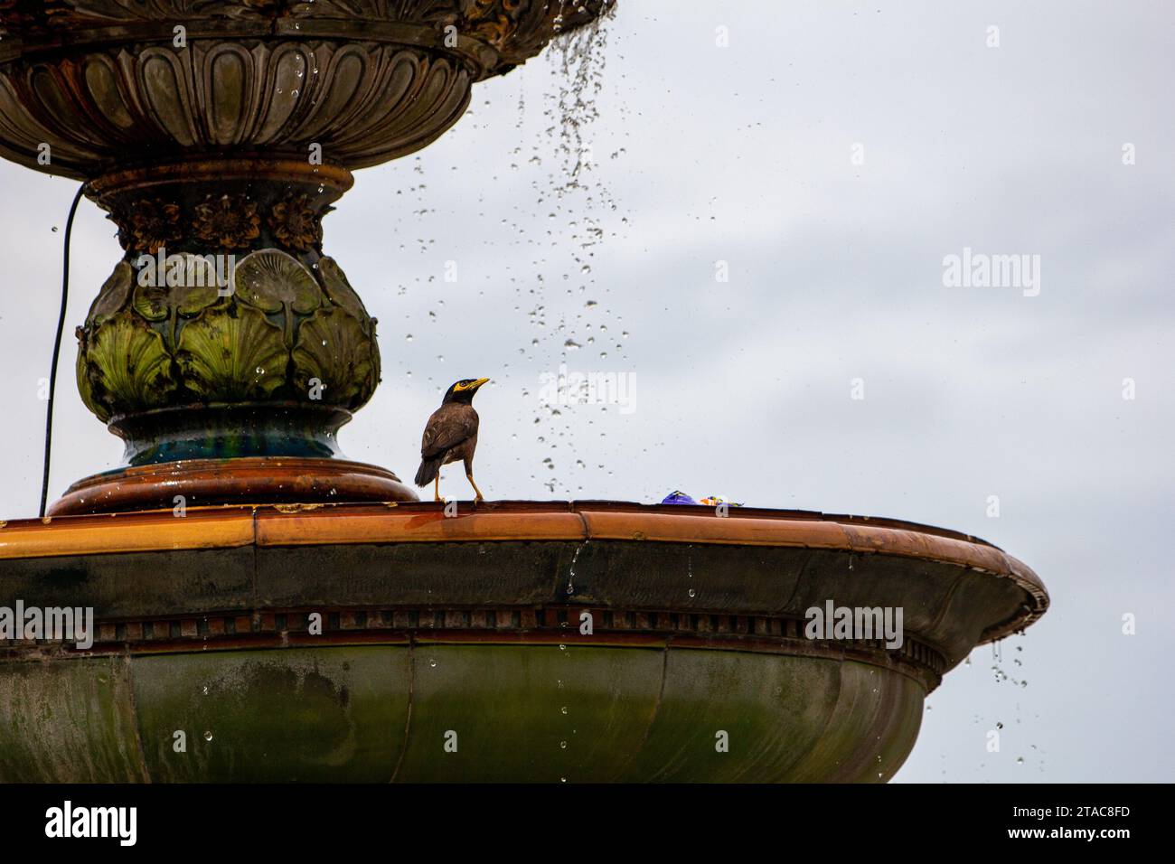 Un oiseau sur une fontaine d'eau Banque D'Images