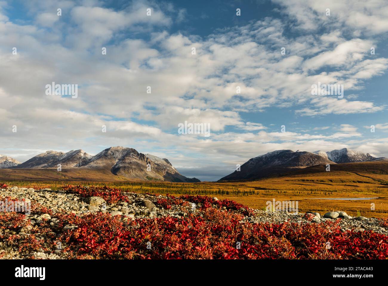 Bearberries et Landmark Gap, Alaska Banque D'Images