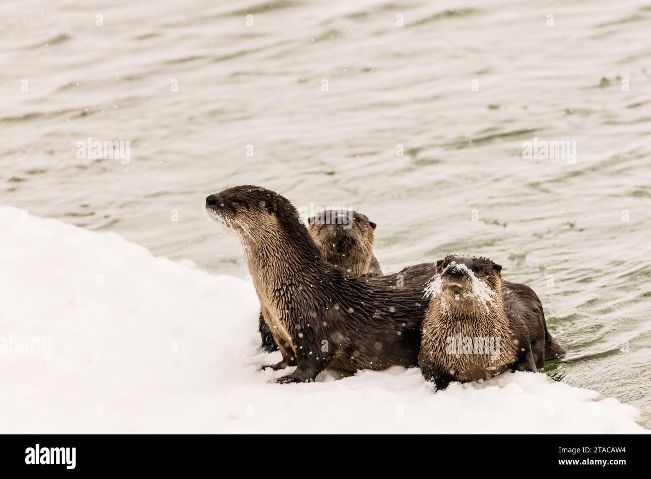 Curieuse famille de loutre de rivière, rivière Chilkat, Haines, Alaska Banque D'Images