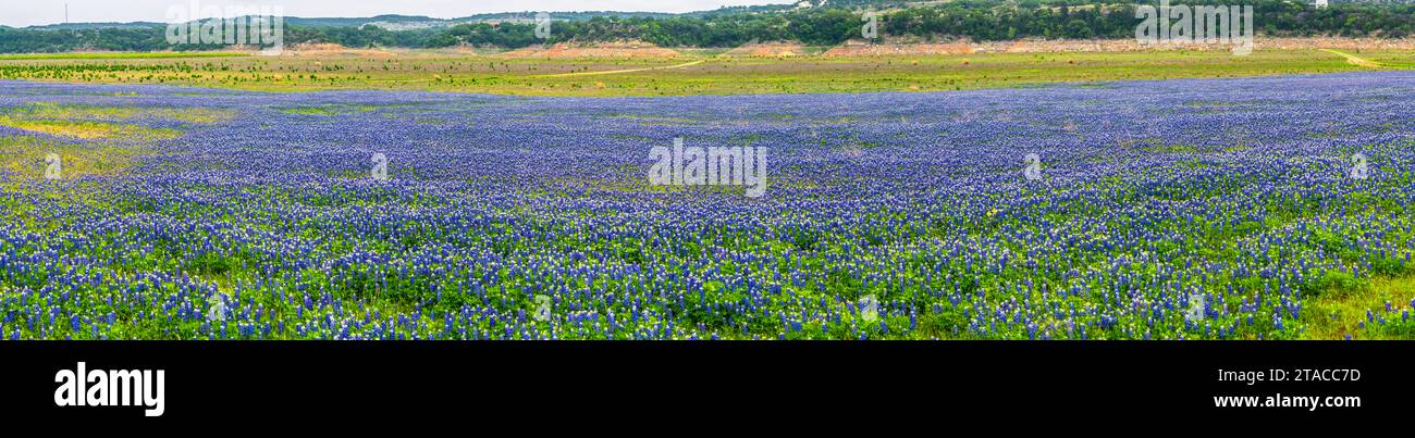 Terrain Bluebonnet, Spicewood, Texas Banque D'Images