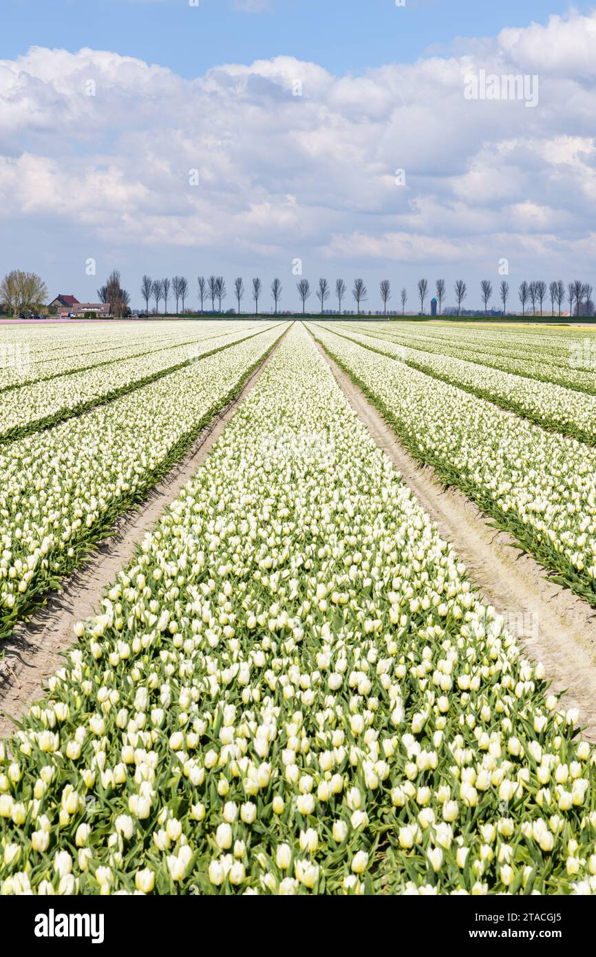 Rangées de tulipes à fleurs blanches dans un champ avec des arbres à l'horizon par une journée ensoleillée au printemps sur l'île de Goeree-Overflakkee dans les pays-Bas Banque D'Images