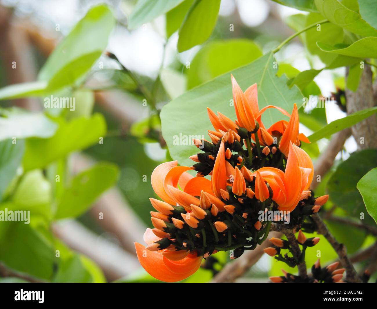 Fleur orange vif semblable à une flamme, Butea Monosperma, les noms communs sont flamme-de-la-forêt et Bastard Teak, dans une atmosphère naturelle. Banque D'Images