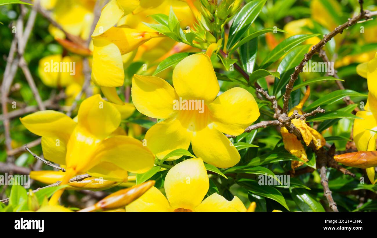 Jaune vif des fleurs Allamanda cathartica, nom commun sont trompette dorée, trompette commune, et Allamanda jaune. Cette plante originaire du Brésil Banque D'Images