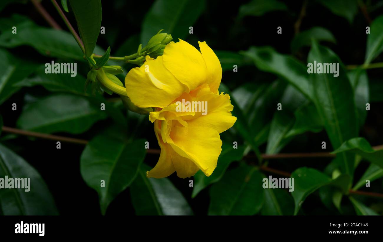 Gros plan jaune Allamanda avec pétales à double couche avec des feuilles vertes dans le jardin. Les autres noms incluent Oleander Allamanda et Bush Allamanda. Banque D'Images