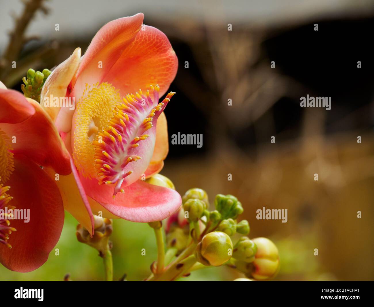 Fleur de Couroupita guianensis connue sous le nom de Cannonball Tree ou Sal en atmosphère naturelle. Banque D'Images