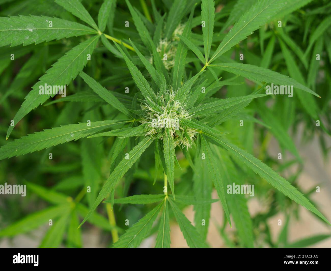 Vue de dessus, plante de cannabis dans la pépinière. Les fleurs, partie fumable, ont les cheveux blancs ou trichomes couverts. Banque D'Images