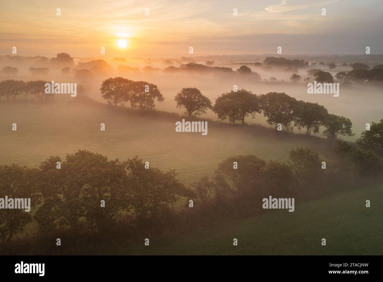 Lever de soleil d'été sur les champs brumeux et les arbres, Devon, Angleterre. Banque D'Images