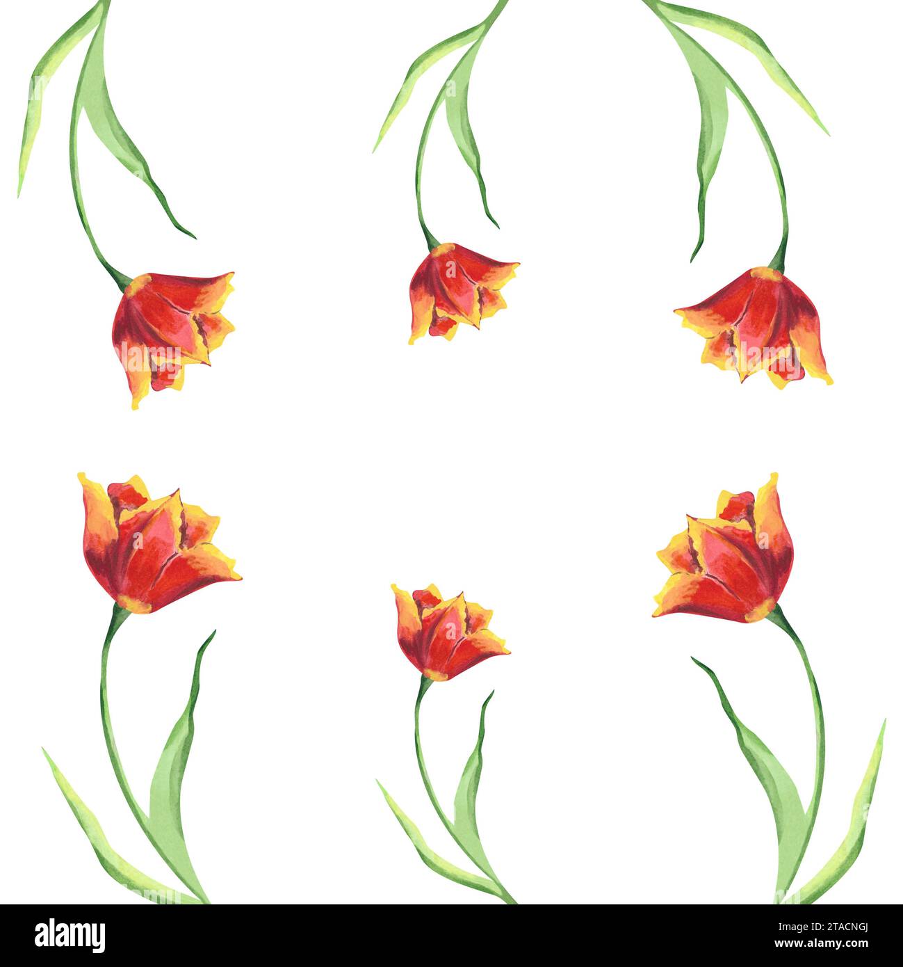 Gabarit pour cadre avec tulipes rouges et feuilles vertes. Illustration d'aquarelle dessinée à la main avec des fleurs de printemps colorées pour les cartes de voeux ou invitations Banque D'Images