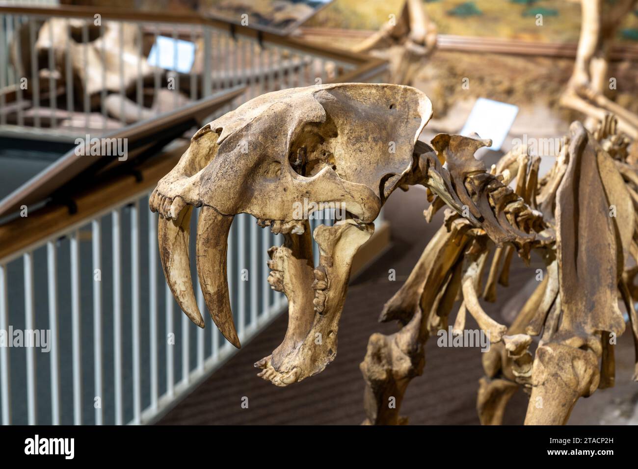 Squelette d'un chat à dents de sabre, Smilodon fatalis, au musée préhistorique de l'est de l'USU à Price, Utah. Il a été trouvé dans les puits de goudron de la Brea à Cali Banque D'Images Squelette d'un chat à dents de sabre, Smilodon fatalis, au musée préhistorique de l'est de l'USU à Price, Utah. Il a été trouvé dans les puits de goudron de la Brea à Cali Banque D'Images