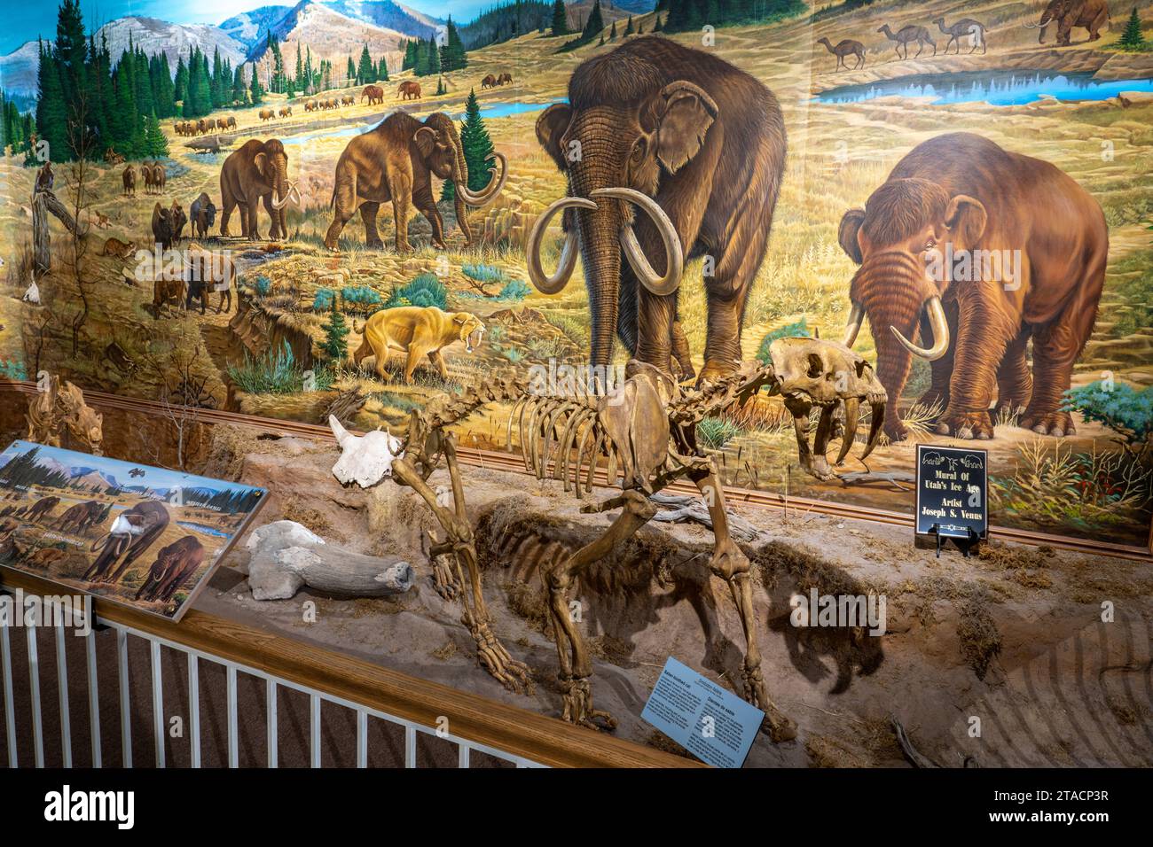 Squelette d'un chat à dents de sabre, Smilodon fatalis, au musée préhistorique de l'est de l'USU à Price, Utah. Il a été trouvé dans les puits de goudron de la Brea à Cali Banque D'Images Squelette d'un chat à dents de sabre, Smilodon fatalis, au musée préhistorique de l'est de l'USU à Price, Utah. Il a été trouvé dans les puits de goudron de la Brea à Cali Banque D'Images