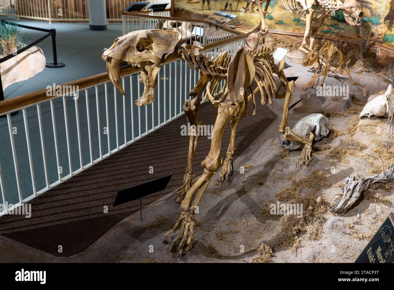 Squelette d'un chat à dents de sabre, Smilodon fatalis, au musée préhistorique de l'est de l'USU à Price, Utah. Il a été trouvé dans les puits de goudron de la Brea à Cali Banque D'Images Squelette d'un chat à dents de sabre, Smilodon fatalis, au musée préhistorique de l'est de l'USU à Price, Utah. Il a été trouvé dans les puits de goudron de la Brea à Cali Banque D'Images