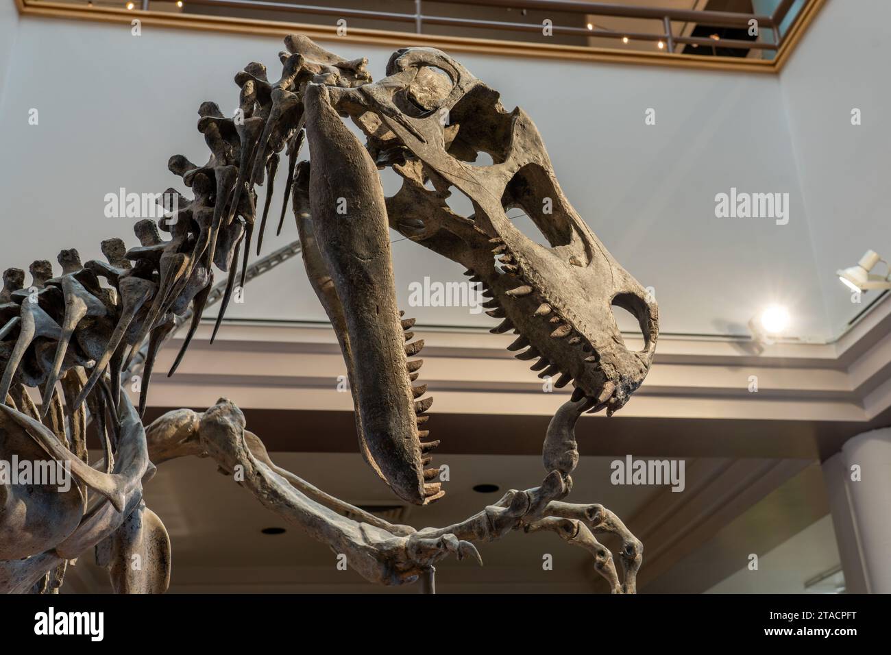 Moulage du squelette de l'Utahraptor, Utahraptor ostrommaysi, au musée préhistorique de l'USU Eastern à Price, Utah. Banque D'Images