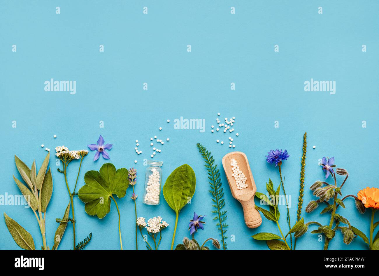 Mise à plat voir la médecine homéopathique comprimés en pots et autour de renversé sur fond bleu clair, décoré avec de diverses herbes et plantes, fleurs. Banque D'Images