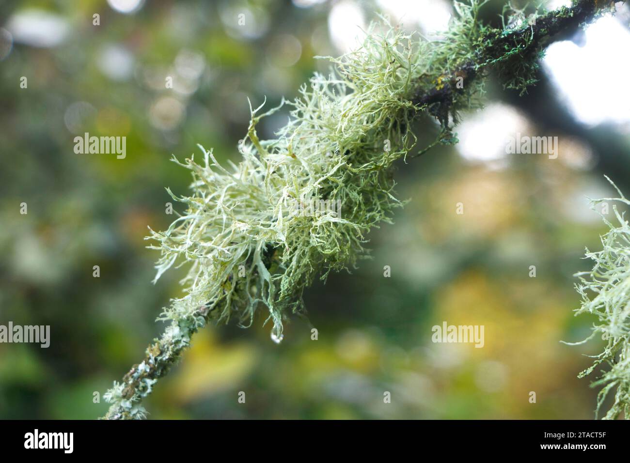 Gros plan de mousse verte poussant sur une branche d'arbre dans une forêt avec un fond flou. Banque D'Images