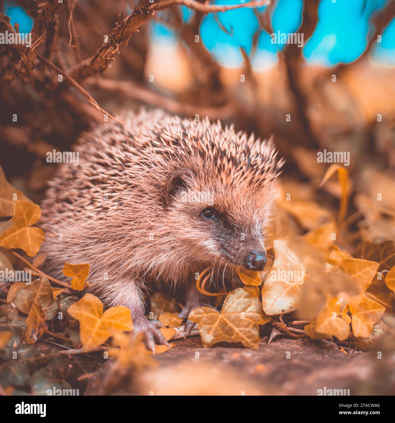 Rencontre avec la nature : Portrait du hérisson sauvage européen dans ...