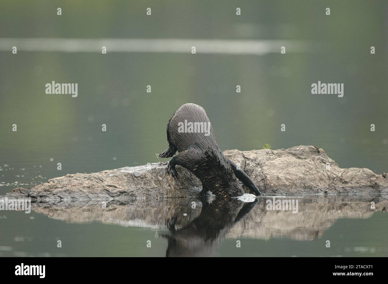 North American River Otter divin dans l'eau pour attraper un poisson Banque D'Images