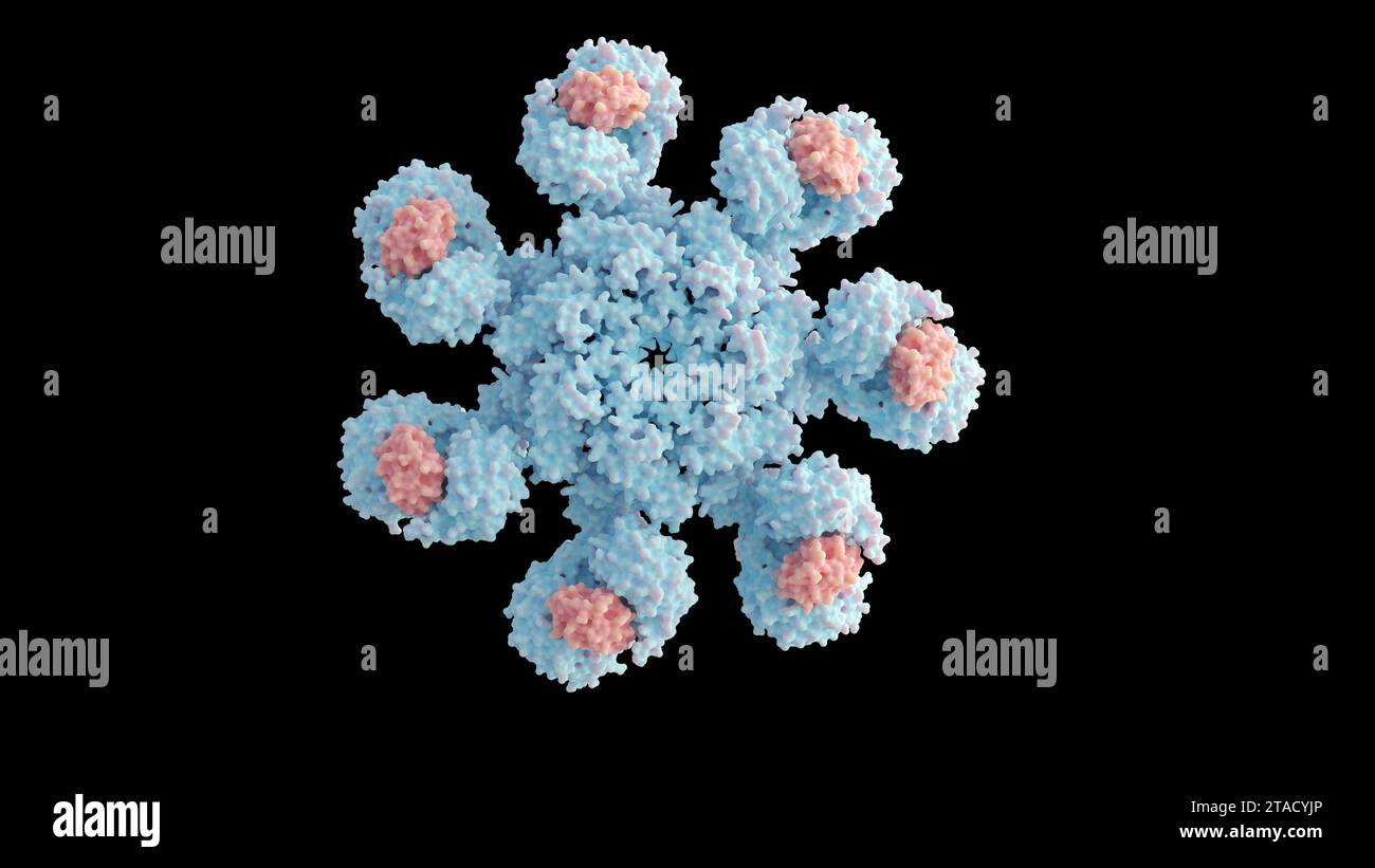 Le rendu 3D de la molécule d'apoptosome humain contient sept molécules Apaf-1 disposées symétriquement dans une structure en forme de roue pour former un moyeu central Banque D'Images